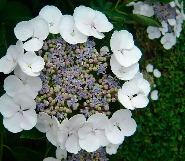 De bladeren van de hortensia worden geel 