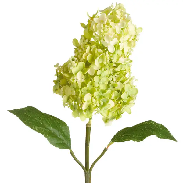 Bloeiende hortensia panicula