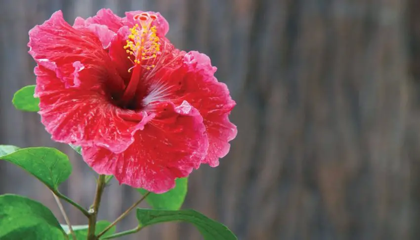 Wanneer en hoe lang de hibiscus bloeit