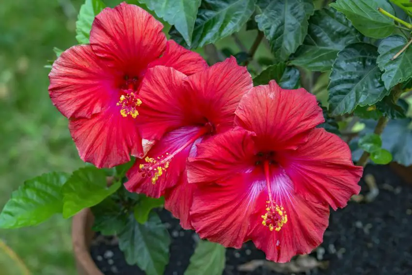 Wanneer en hoe lang de hibiscus bloeit