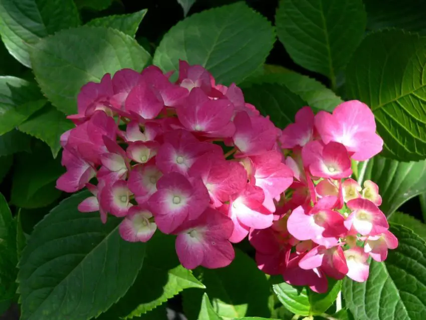 Foto van een grootbladige hortensia