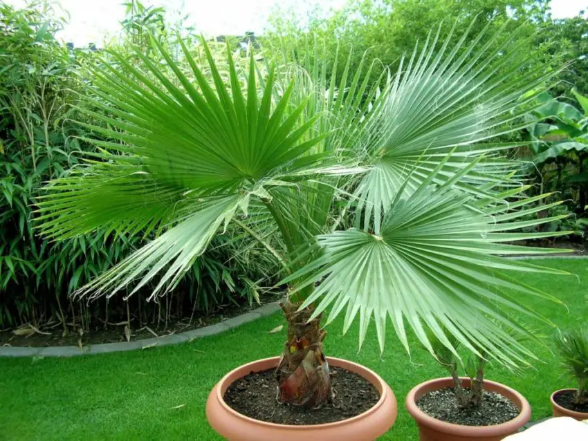 Washingtonia nitensis: verzorging van de plant