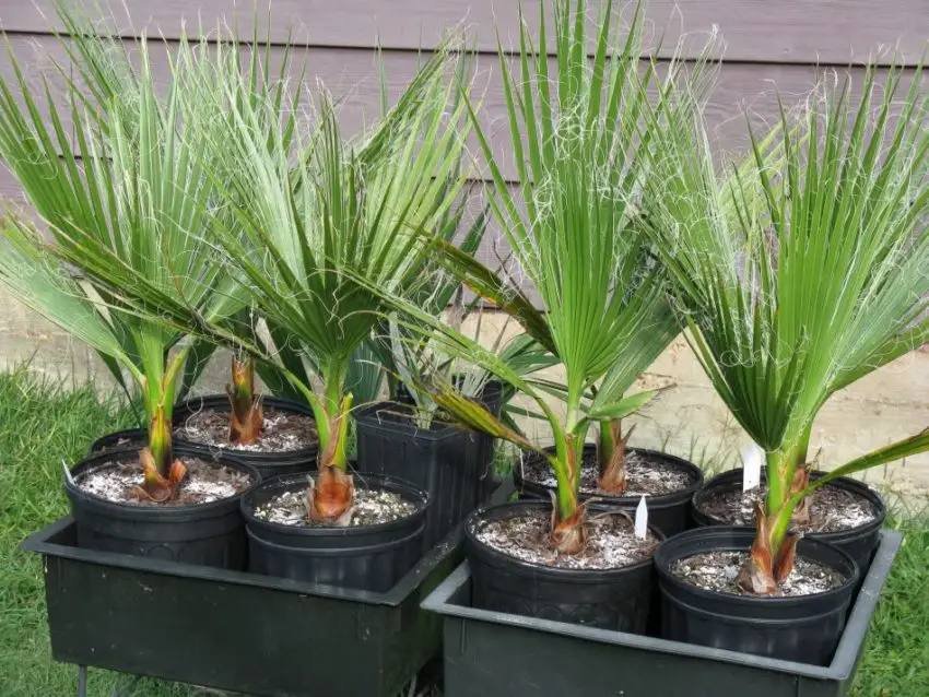 Washingtonia nitensis: verzorging van de plant