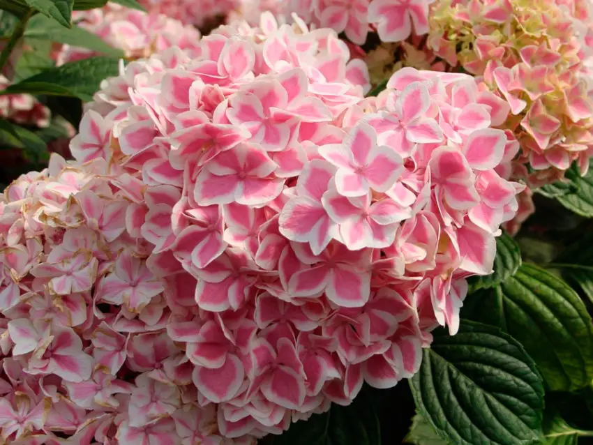 Hortensia