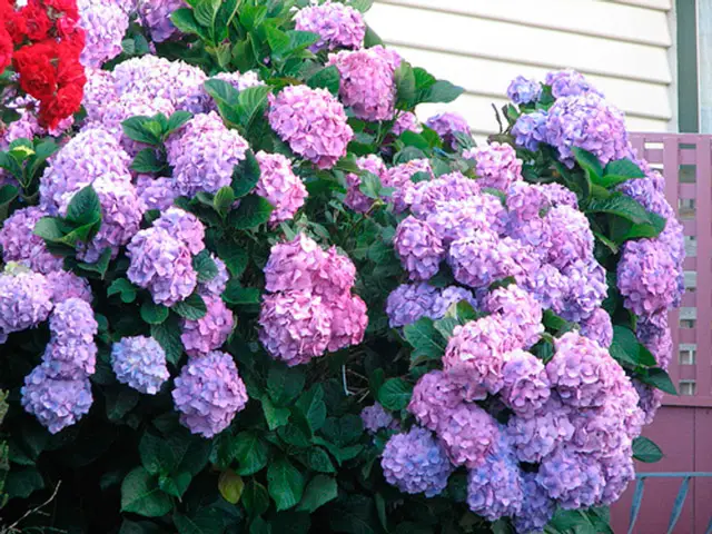 aarde voor tuinhortensia's