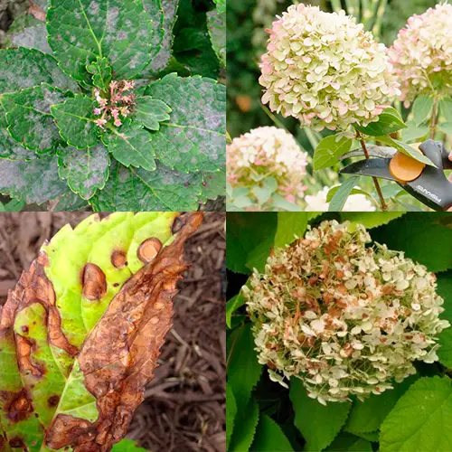 aarde voor tuinhortensia's