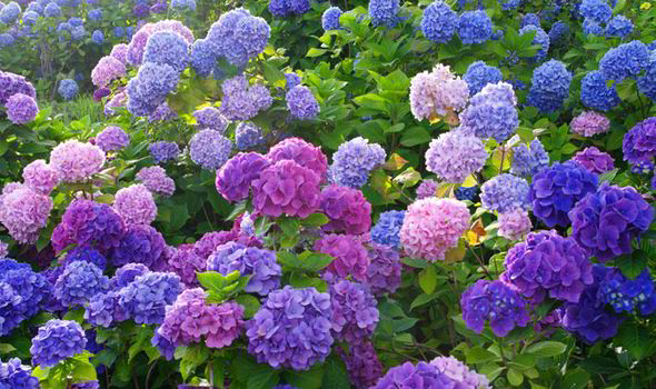 Bloeiperiode van de hortensia