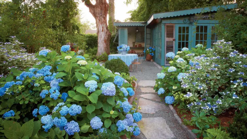 Bloeitijden van tuinhortensia's