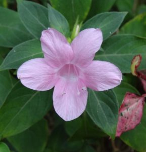 Barleria: Variëteiten, teelt, verzorging en vermeerdering