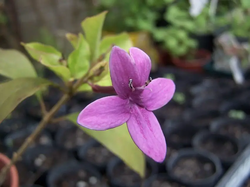 Barleria: Variëteiten, teelt, verzorging en vermeerdering