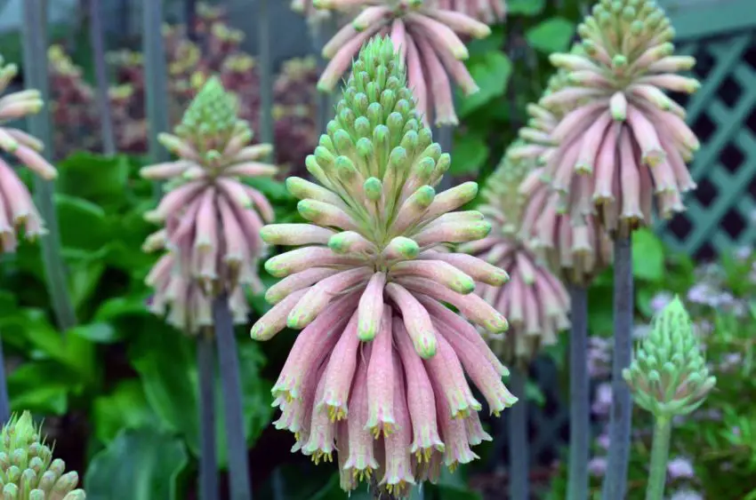 bracteuze veltheimia